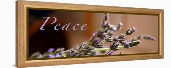 Lavender Peace-Nicole Katano-Framed Stretched Canvas