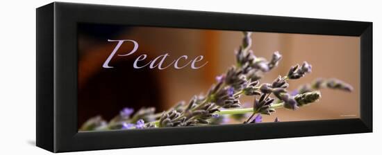 Lavender Peace-Nicole Katano-Framed Stretched Canvas