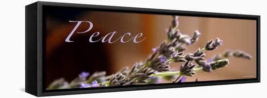 Lavender Peace-Nicole Katano-Framed Stretched Canvas