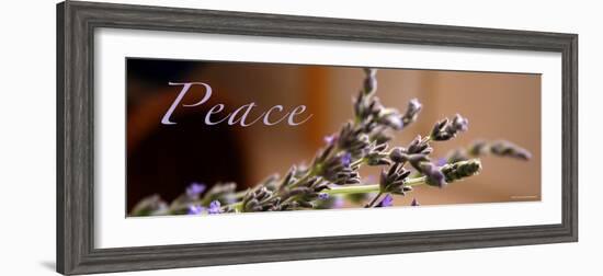 Lavender Peace-Nicole Katano-Framed Photo