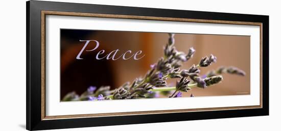 Lavender Peace-Nicole Katano-Framed Photo