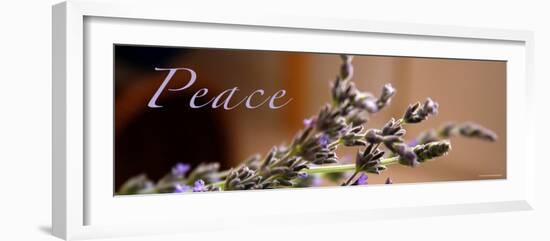 Lavender Peace-Nicole Katano-Framed Photo