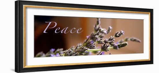 Lavender Peace-Nicole Katano-Framed Photo