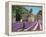 Lavender Picker, Abbaye Senanque, Provence-Trevor Neal-Framed Premier Image Canvas