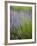 Lavender Plants, Washington, USA-Brent Bergherm-Framed Photographic Print