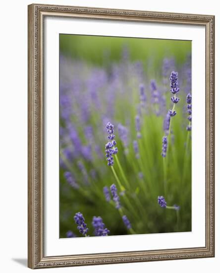 Lavender Plants, Washington, USA-Brent Bergherm-Framed Photographic Print