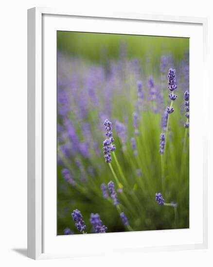 Lavender Plants, Washington, USA-Brent Bergherm-Framed Photographic Print