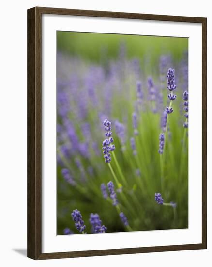 Lavender Plants, Washington, USA-Brent Bergherm-Framed Photographic Print