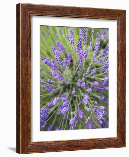 Lavender Plants, Washington, USA-Brent Bergherm-Framed Photographic Print