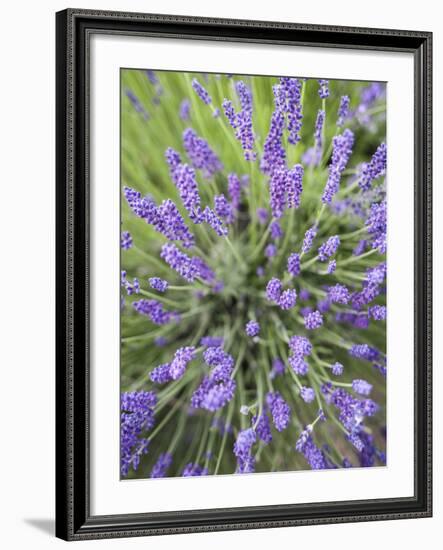 Lavender Plants, Washington, USA-Brent Bergherm-Framed Photographic Print