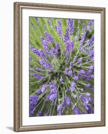 Lavender Plants, Washington, USA-Brent Bergherm-Framed Photographic Print