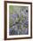 Lavender Plants, Washington, USA-Brent Bergherm-Framed Photographic Print