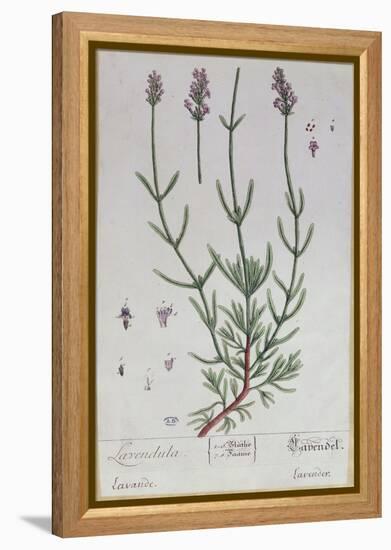Lavender, Plate from 'Herbarium Blackwellianum' by the Artist, 1757-Elizabeth Blackwell-Framed Premier Image Canvas
