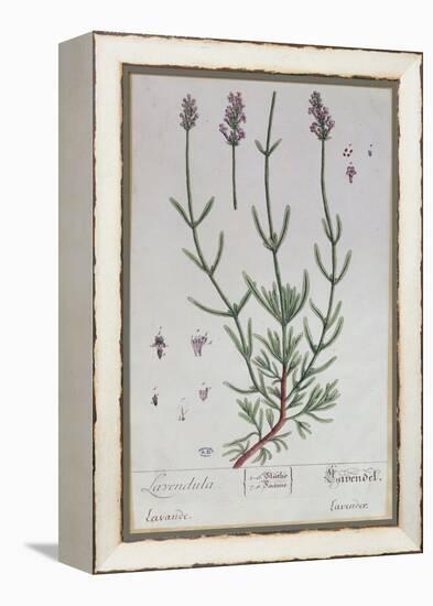 Lavender, Plate from 'Herbarium Blackwellianum' by the Artist, 1757-Elizabeth Blackwell-Framed Premier Image Canvas