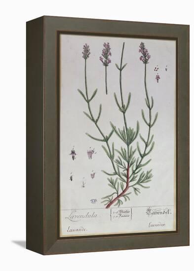 Lavender, Plate from 'Herbarium Blackwellianum' by the Artist, 1757-Elizabeth Blackwell-Framed Premier Image Canvas