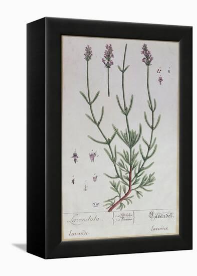 Lavender, Plate from 'Herbarium Blackwellianum' by the Artist, 1757-Elizabeth Blackwell-Framed Premier Image Canvas