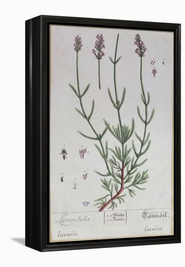 Lavender, Plate from 'Herbarium Blackwellianum' by the Artist, 1757-Elizabeth Blackwell-Framed Premier Image Canvas