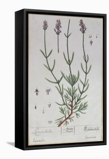 Lavender, Plate from 'Herbarium Blackwellianum' by the Artist, 1757-Elizabeth Blackwell-Framed Premier Image Canvas