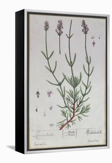 Lavender, Plate from 'Herbarium Blackwellianum' by the Artist, 1757-Elizabeth Blackwell-Framed Premier Image Canvas