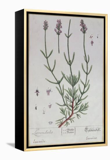 Lavender, Plate from 'Herbarium Blackwellianum' by the Artist, 1757-Elizabeth Blackwell-Framed Premier Image Canvas