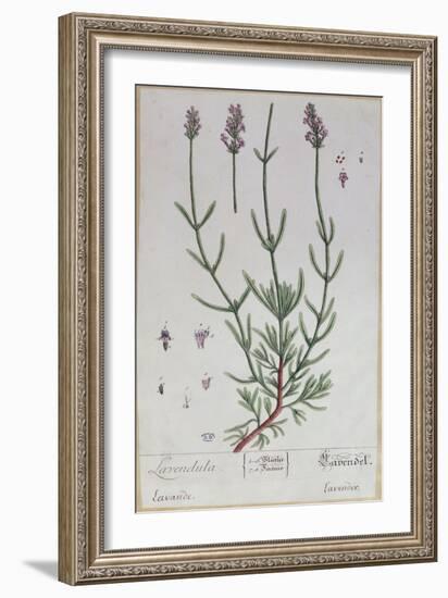 Lavender, Plate from 'Herbarium Blackwellianum' by the Artist, 1757-Elizabeth Blackwell-Framed Giclee Print