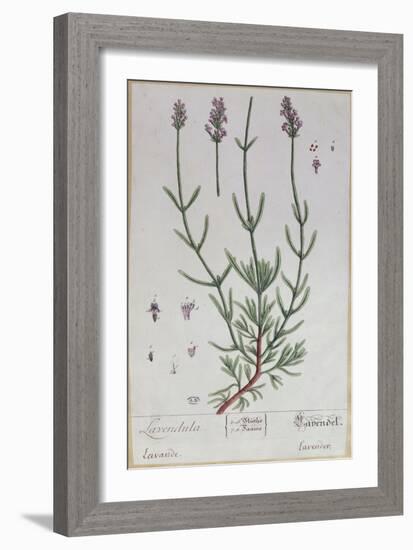 Lavender, Plate from 'Herbarium Blackwellianum' by the Artist, 1757-Elizabeth Blackwell-Framed Giclee Print