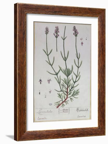 Lavender, Plate from 'Herbarium Blackwellianum' by the Artist, 1757-Elizabeth Blackwell-Framed Giclee Print