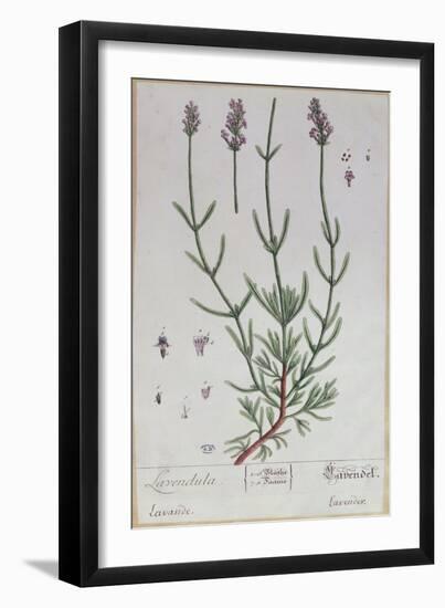 Lavender, Plate from 'Herbarium Blackwellianum' by the Artist, 1757-Elizabeth Blackwell-Framed Giclee Print
