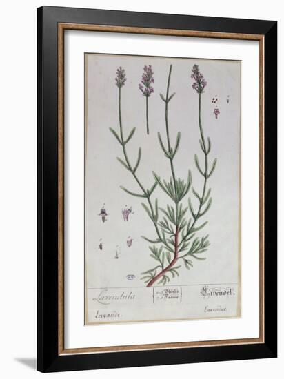 Lavender, Plate from 'Herbarium Blackwellianum' by the Artist, 1757-Elizabeth Blackwell-Framed Giclee Print