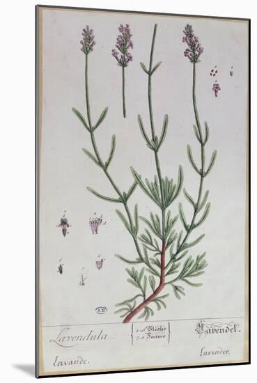 Lavender, Plate from 'Herbarium Blackwellianum' by the Artist, 1757-Elizabeth Blackwell-Mounted Giclee Print