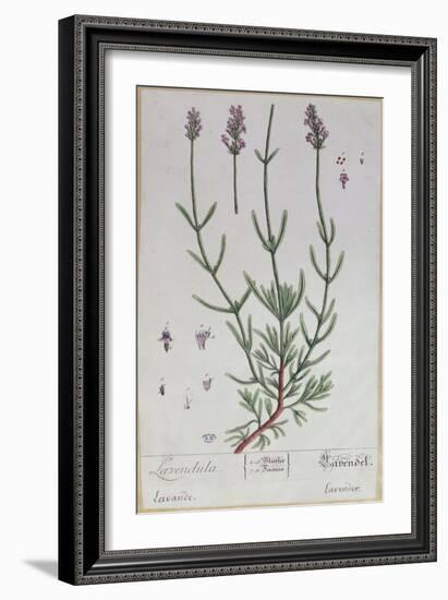 Lavender, Plate from 'Herbarium Blackwellianum' by the Artist, 1757-Elizabeth Blackwell-Framed Giclee Print