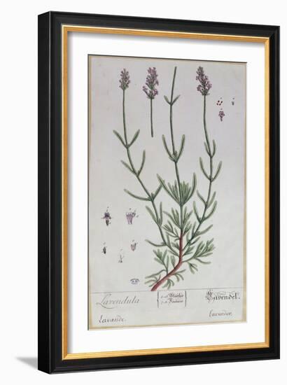 Lavender, Plate from 'Herbarium Blackwellianum' by the Artist, 1757-Elizabeth Blackwell-Framed Giclee Print