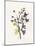 Lavender Pressed Keepsakes II-Emma Caroline-Mounted Art Print