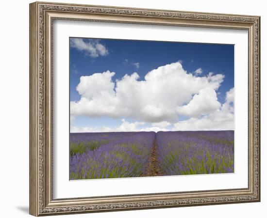 Lavender Rows II-Doug Chinnery-Framed Photographic Print