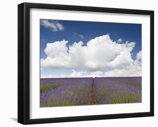 Lavender Rows II-Doug Chinnery-Framed Photographic Print