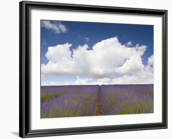 Lavender Rows II-Doug Chinnery-Framed Photographic Print