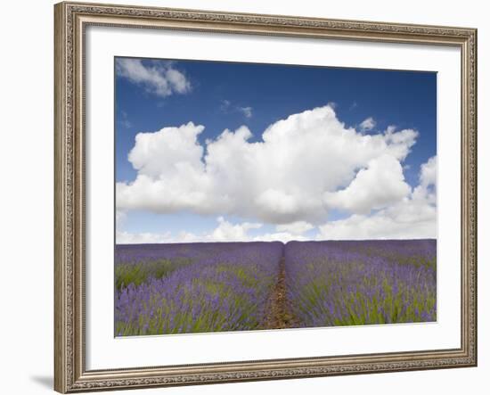 Lavender Rows II-Doug Chinnery-Framed Photographic Print