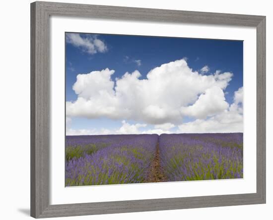 Lavender Rows II-Doug Chinnery-Framed Photographic Print