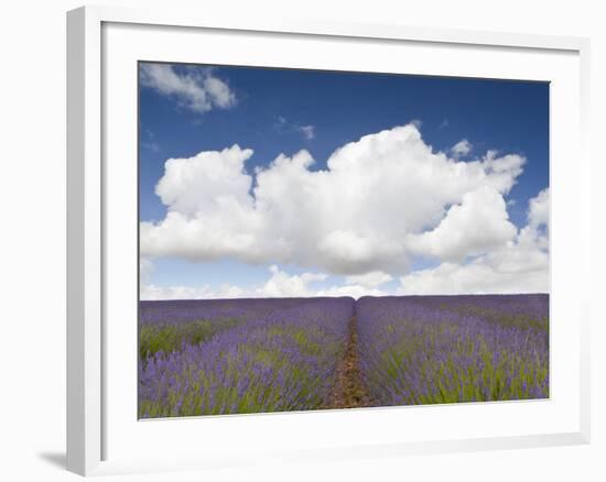 Lavender Rows II-Doug Chinnery-Framed Photographic Print