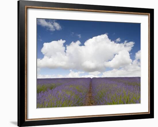 Lavender Rows II-Doug Chinnery-Framed Photographic Print