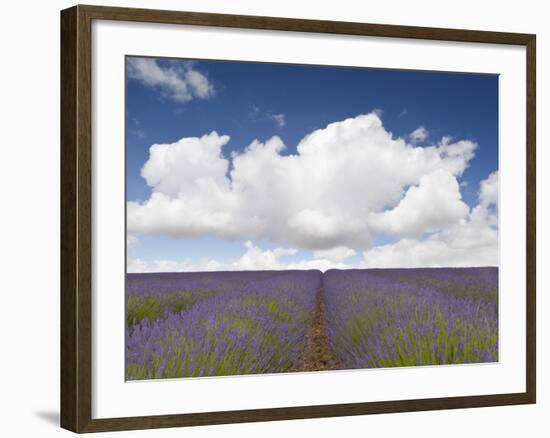 Lavender Rows II-Doug Chinnery-Framed Photographic Print