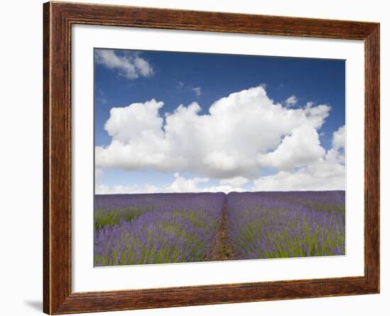 Lavender Rows II-Doug Chinnery-Framed Photographic Print