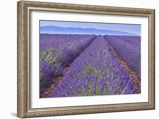 Lavender Rows-Cora Niele-Framed Giclee Print