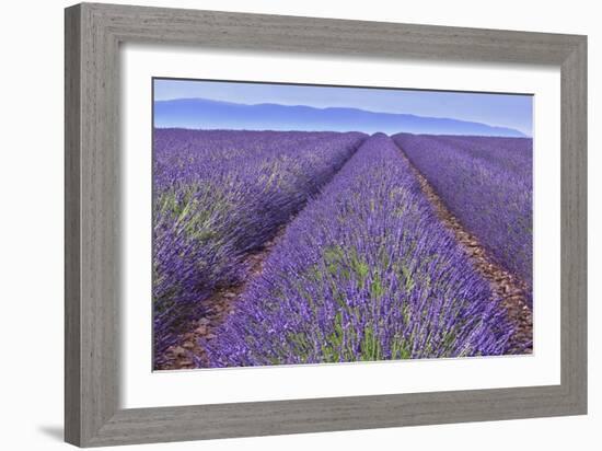 Lavender Rows-Cora Niele-Framed Giclee Print