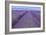 Lavender Rows-Cora Niele-Framed Giclee Print