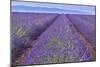 Lavender Rows-Cora Niele-Mounted Giclee Print