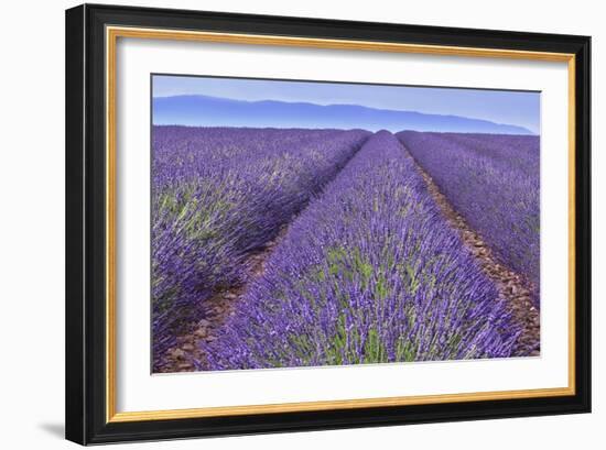 Lavender Rows-Cora Niele-Framed Giclee Print