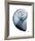 Lavender Snail 2-Albert Koetsier-Framed Photo