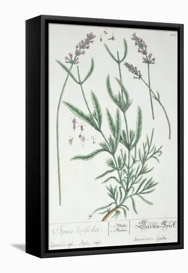 Lavender Spike, Plate from Herbarium Blackwellianum by the Artist, 1757-Elizabeth Blackwell-Framed Premier Image Canvas