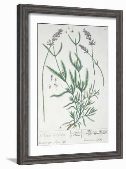 Lavender Spike, Plate from Herbarium Blackwellianum by the Artist, 1757-Elizabeth Blackwell-Framed Giclee Print